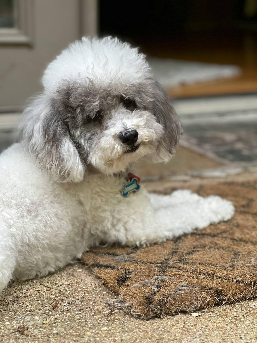 pexels-lesli-whitecotton-237271934-16668761.jpg
